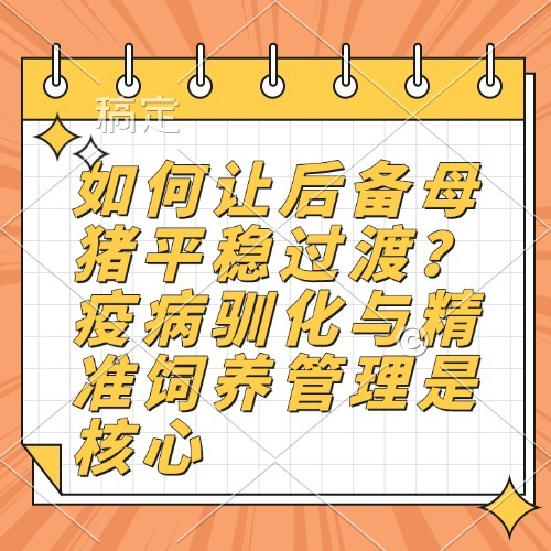 如何让后备母猪平稳过渡？疫病驯化与精准饲养管理是核心