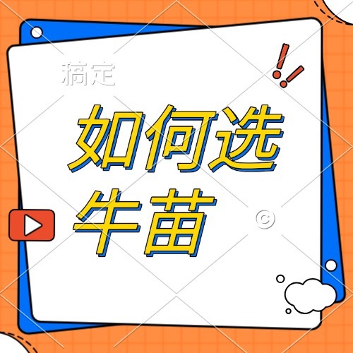 如何选牛苗
