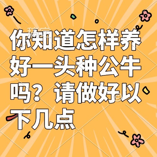 你知道怎样养好一头种公牛吗？请做好以下几点