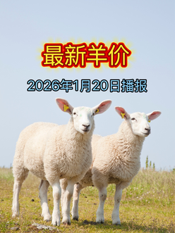2026年1月20日羊价行情