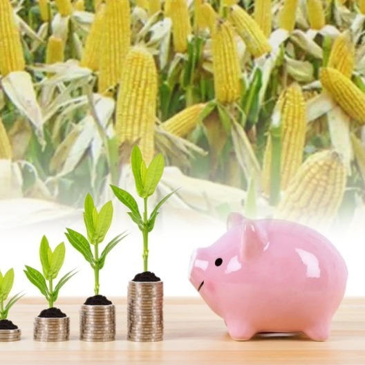 市场承压 多地生猪价格遇冷〡玉米 豆粕