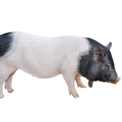 猪价"满堂红"！13元大关已破，南北齐涨能撑多久？专家警告：下半年涨价前提是扛过这场&ldquo;淘汰赛&rdquo;