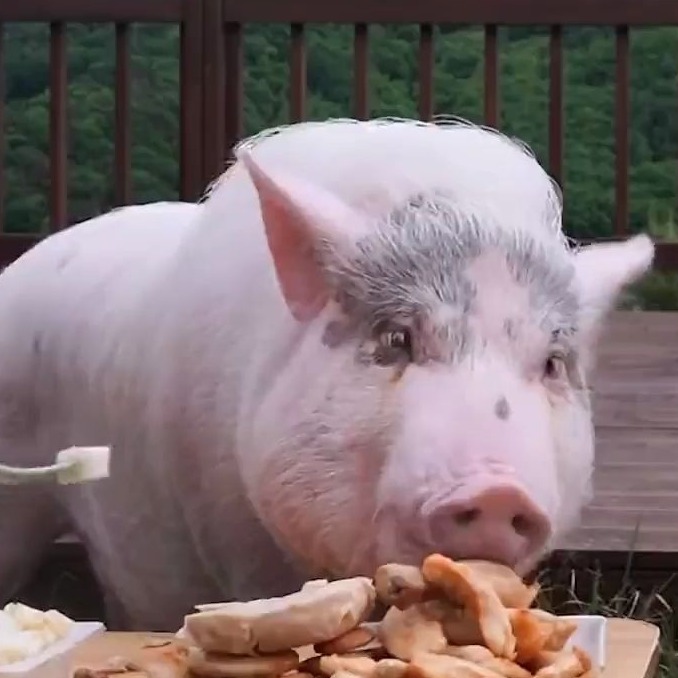 今日猪市点评：猪价涨跌调整，大场出栏价格回落！