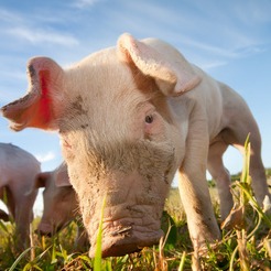 7.2亿头！2025生猪出栏同比上涨2.38%，规模化占比近四成，猪业步入平稳发展新周期【勃林格特约