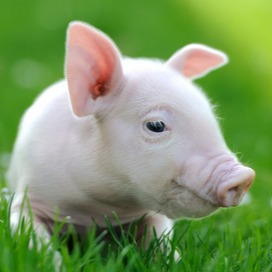 2026年1月21日猪价：猪价突变！多数省份下跌，谁是今天的&ldquo;独苗&rdquo;？