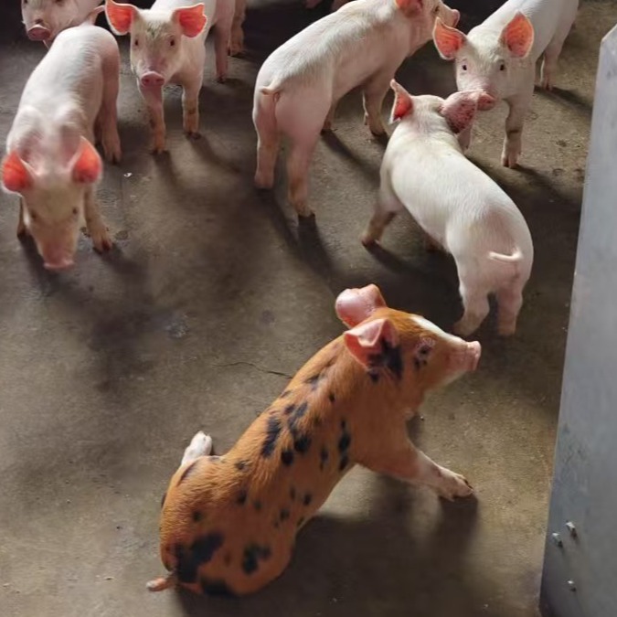 强力霉素、氟苯尼考和黏菌素的复方有几个关键技术点