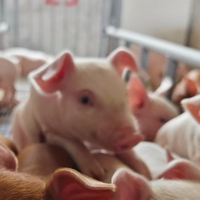 保育猪慢性消瘦原因分析与排查方法