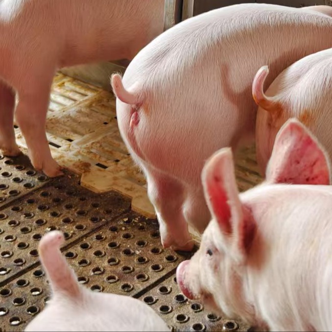 育肥猪生长缓慢的综合诊断与解决方案