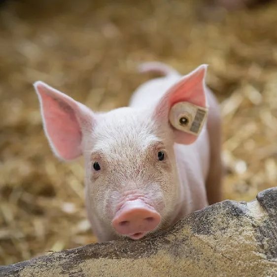 01月21日猪价：一夜降温！多地行情小幅走跌