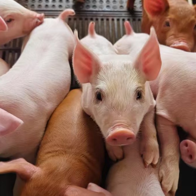 中国大型猪场精准&ldquo;拔牙&rdquo;防控ASFV经验