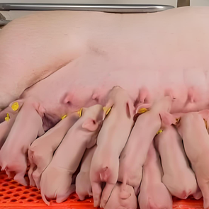 母猪的采食量、代谢效率、免疫力如何决定猪场效益？