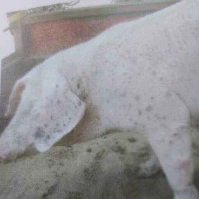 猪圆环病毒病鉴别诊断图谱与用药