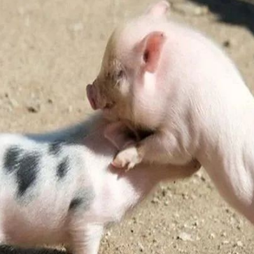 缩宫素和氯前列醇钠的10个使用小技巧！