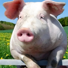 多地&ldquo;刨猪宴&rdquo;，紧急停止、取消！一地发布农村自宰生猪（杀年猪）合规风险提示