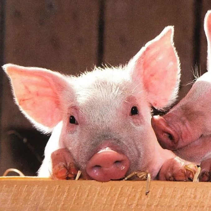 巨头募资缩水15.23亿，9个养猪项目砍至1个，多家猪企由建转补加速去产能