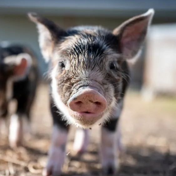 仔猪暴涨至300元/头！猪业冰火两重天，2026年猪价拐点在几月？