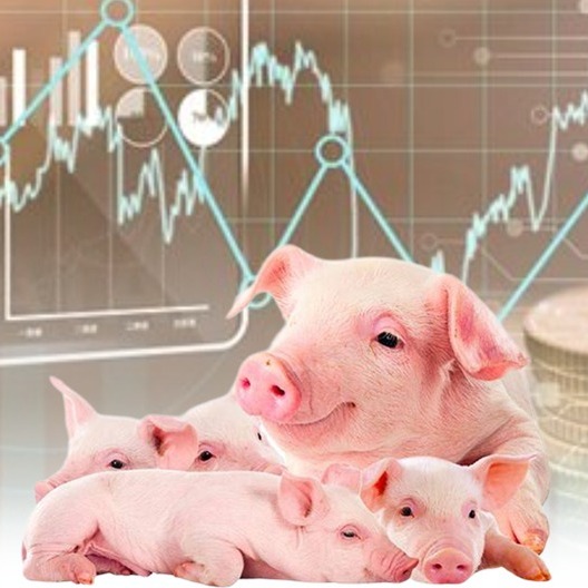 猪肉产量创新高，母猪存栏探底！市场情绪转为谨慎