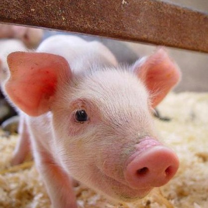 能繁母猪超编126万头！仔猪价疯涨35.8%，2026猪价上涨难？