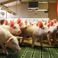 冬季猪腹式呼吸（咳喘）治疗棘手易反弹，用对方法显奇效！