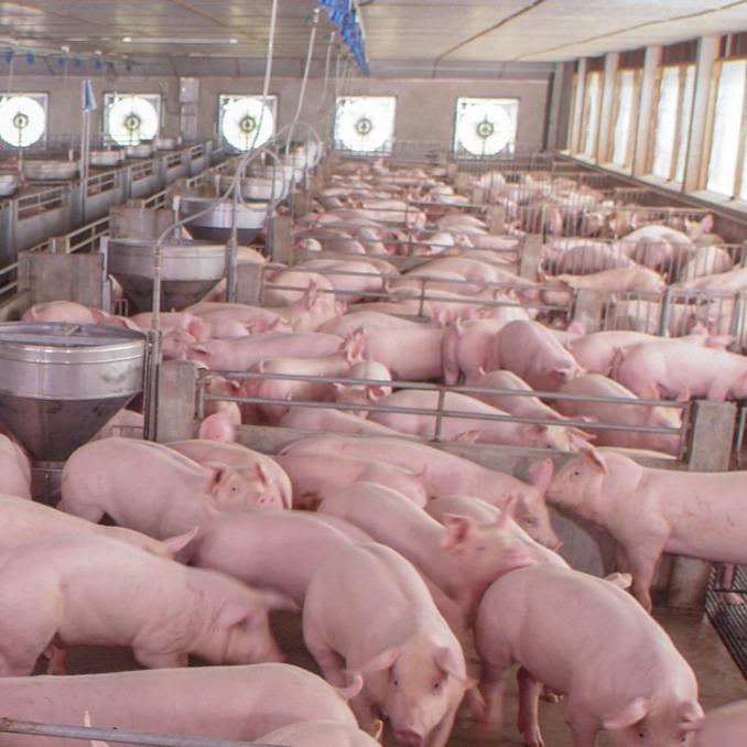 恩诺沙星在养猪生产中的正确应用及增效方案