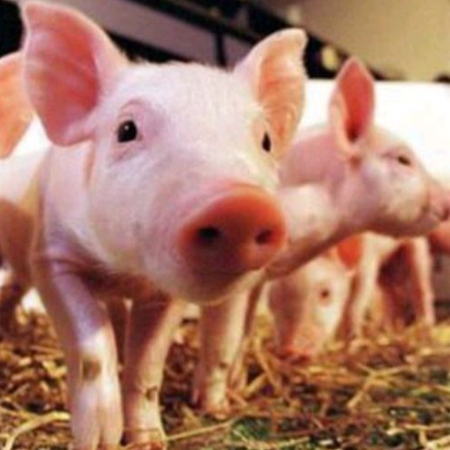 近期非洲猪瘟发病规律与特点解析&mdash;&mdash;养猪人必知的防控关键点