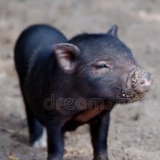 2026.1.26明日全国最新猪价信息（部分上涨！猪价有变！）