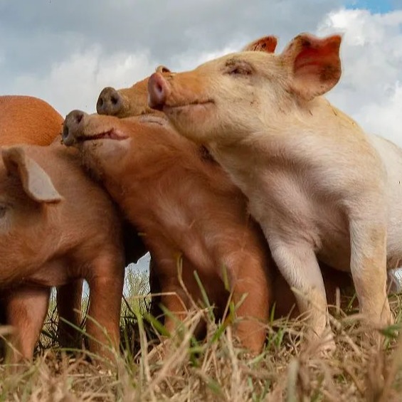 火力全开，猪价上涨&ldquo;如火如荼&rdquo;！春节前猪价&ldquo;疯涨&rdquo;信号？降温降雪+消费爆发，三波行情让你过肥年！