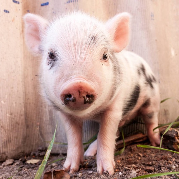 仔猪涨价、大猪横行！五省生猪调研：产能去化慢，但出清已开始