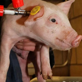 炸锅！猪价 13% 暴涨后急速变脸！上市猪企 12 月销量曝光：实质性回暖信号仍缺席？