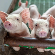 涨涨涨！24 省猪价集体飘红，春节前能破 7 ？附1月26日猪价