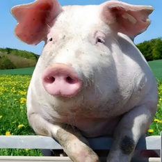 官方重磅发布！仔猪价格15天上涨超百元！业内疯抢背后：一场关于2026年猪价的豪赌已经开始