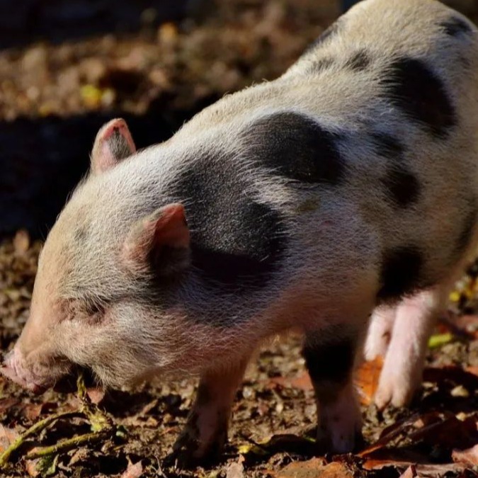 突发！2万头猪一夜被扑杀！全球疫情持续蔓延，国内猪场敲响警钟