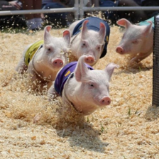   资本养猪时代正在落幕！净利暴跌68%，定增额狂砍15亿，猪企也扛不住了？