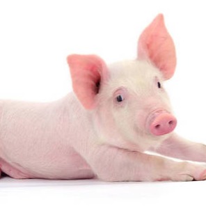 2026猪价最新研判：低位趋稳！前半年不会太低，后半年不会太高