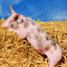 【养猪技术】每窝多产2头仔猪的小秘诀