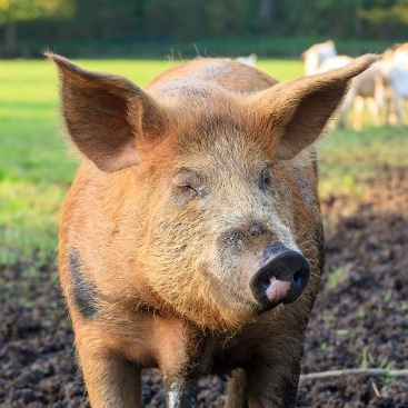 想让仔猪不拉稀，这些过程不能少