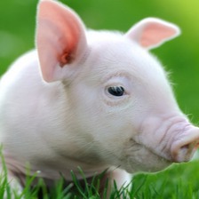 集装箱也能养猪了？首个智能化&ldquo;箱式养猪&rdquo;基地已投用