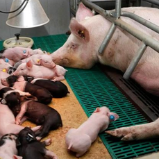 集团猪企生猪出栏节奏加快 北强南弱区域分化表现突出