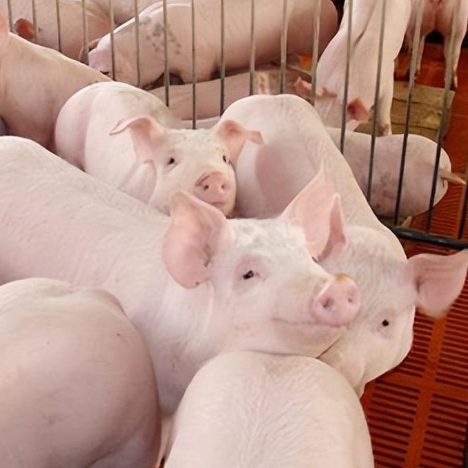 猪场生产中与营养相关的问题分析