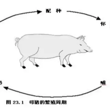 与猪场效益密切相关的四大核心主题以及营养方案