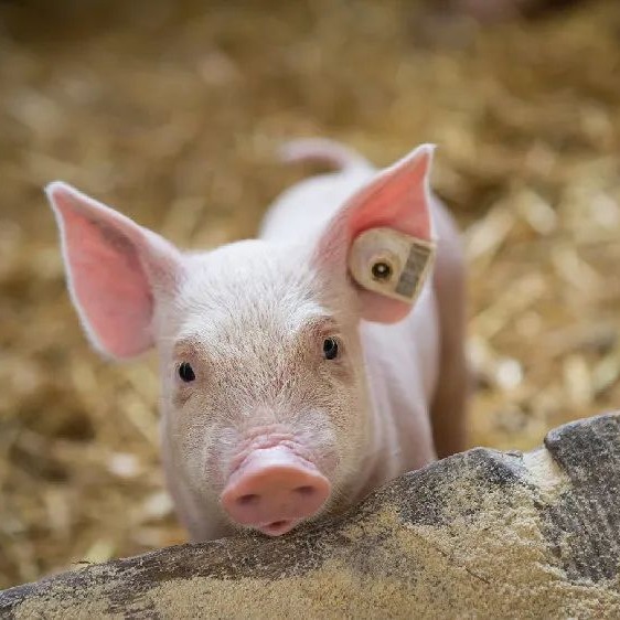 01月27日猪价：承压前行！全国25省猪价&ldquo;跳水&rdquo;，元月下旬或弱势震荡！