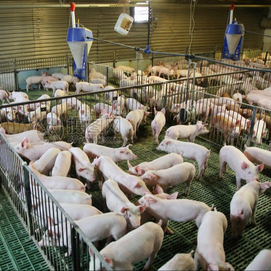 优化配种舍设计与精液管理，提升母猪受胎率