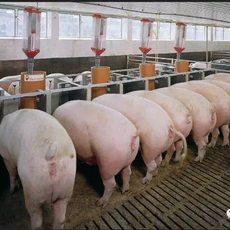 发酵豆粕干预仔猪大肠发酵的作用机制&mdash;&mdash;基于体外肠道模型的代谢与菌群研究