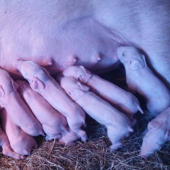 哺乳母猪与教保阶段蛋白原料科学选择与应用