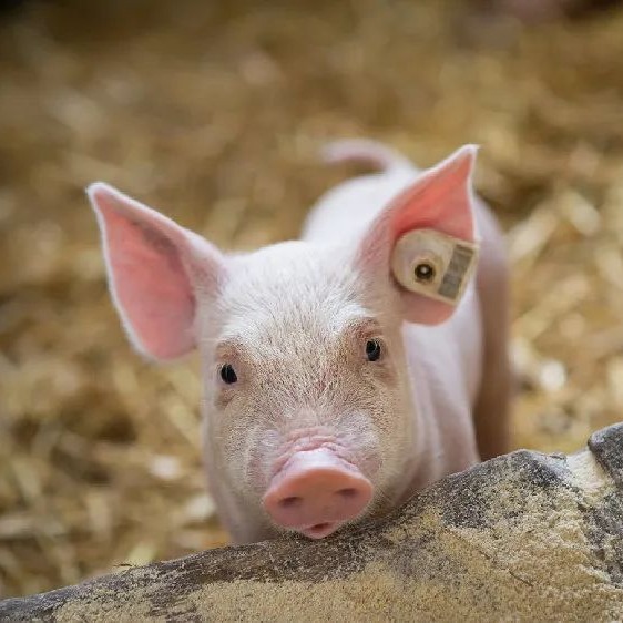 仔猪八字腿频发？原来问题出在母猪饲料和地板上！