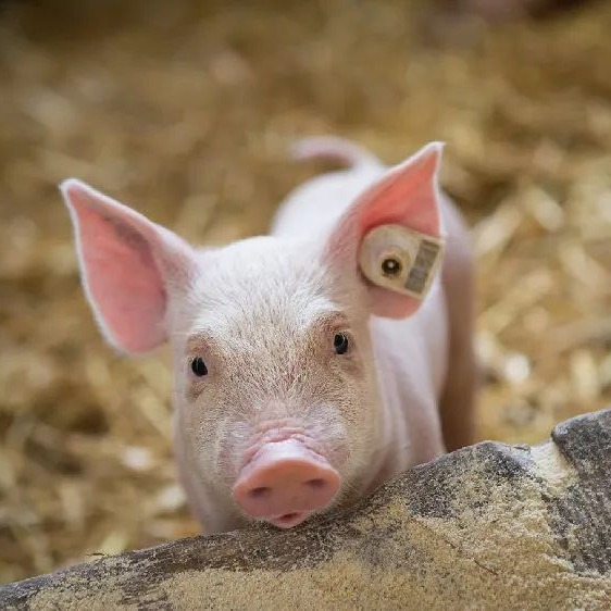 饲料行情｜2026.1.27日全国最新玉米 豆粕价格