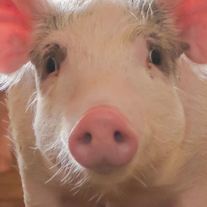 解码猪夜间死亡：脆弱窗口期下，没有 &ldquo;突然&rdquo; 只有 &ldquo;叠加爆发&rdquo;！