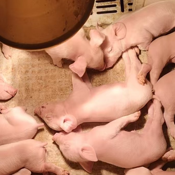 模块化运营在母猪合作中的应用