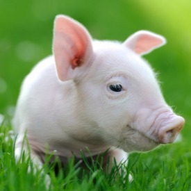 新政速递，养殖户必看指南！！