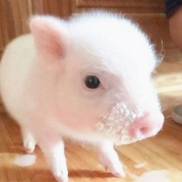 2026猪价终极预判：前低后高定局！四季度冲刺8.25元/斤，养猪人这样干才赚钱